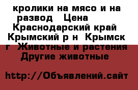 кролики на мясо и на развод › Цена ­ 350 - Краснодарский край, Крымский р-н, Крымск г. Животные и растения » Другие животные   